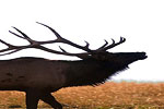 Wildlife - Elk